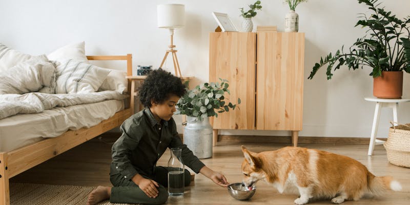 Small dog in apartment