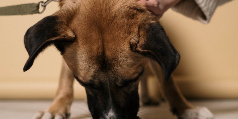 Dog food brands