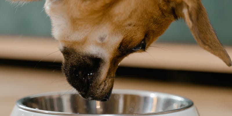 Dog food and nutrition