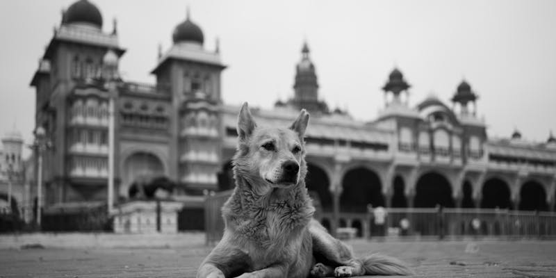 Indian Pariah dog