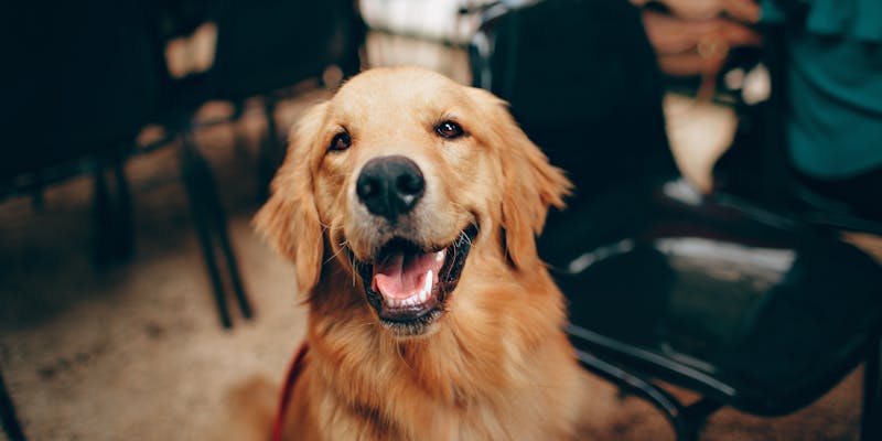 Dog at cafe