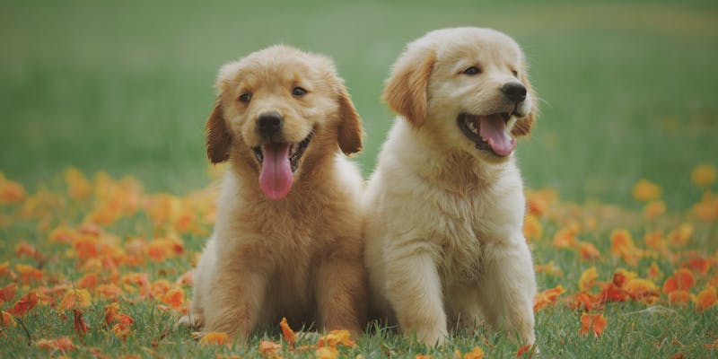 Cute puppy with new owner