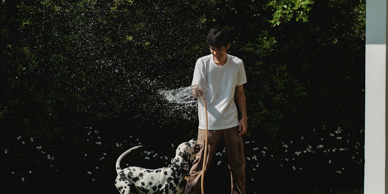 Dog in summer heat